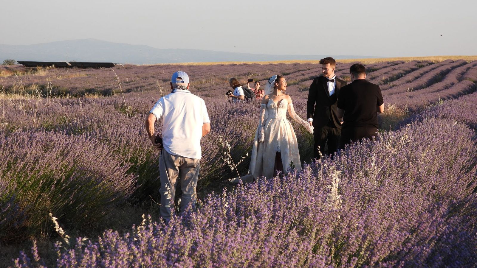 Hochzeitspaar geht bei Sonnenuntergang durch ein Lavendelfeld, Fotografen begleiten den Moment
